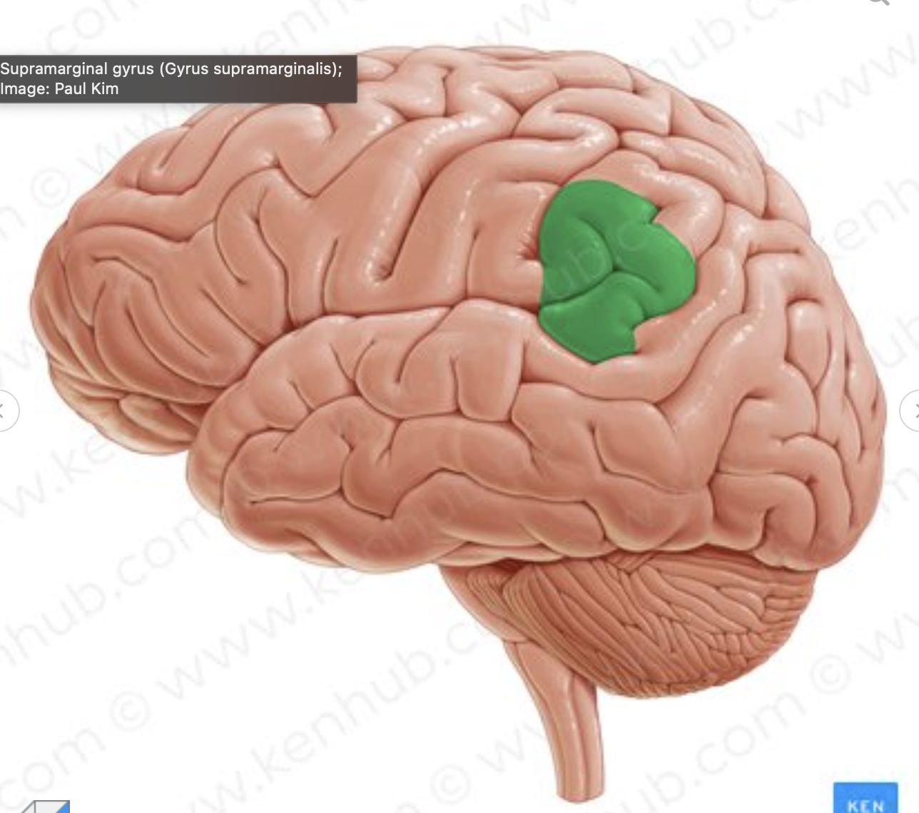 <p>which gyrus is in green?</p>