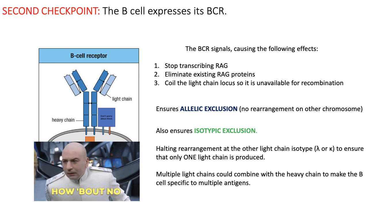 <ul><li><p>Prevents a single B cell from pairing one heavy chain with <strong>two different light chains</strong>.</p></li><li><p>Multiple light chains → <strong>multiple specificities</strong>, which is dangerous.</p></li><li><p>Antibody <strong>specificity</strong> is dictated by <strong>both heavy and light chain</strong> variable regions.</p></li><li><p>Antibody <strong>function</strong> (IgM, IgG, IgA, etc.) is determined entirely by the <strong>heavy chain</strong>.</p></li><li><p>Light chain exists to expand <strong>diversity</strong> and ensure proper <strong>antibody structure</strong>.</p></li></ul><p></p>