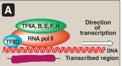 <p>Label this section of the core promoter site.</p>