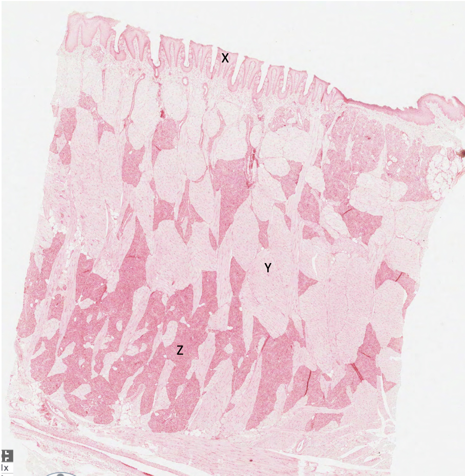 <p>what does Y represent in this rabbit tongue?</p>