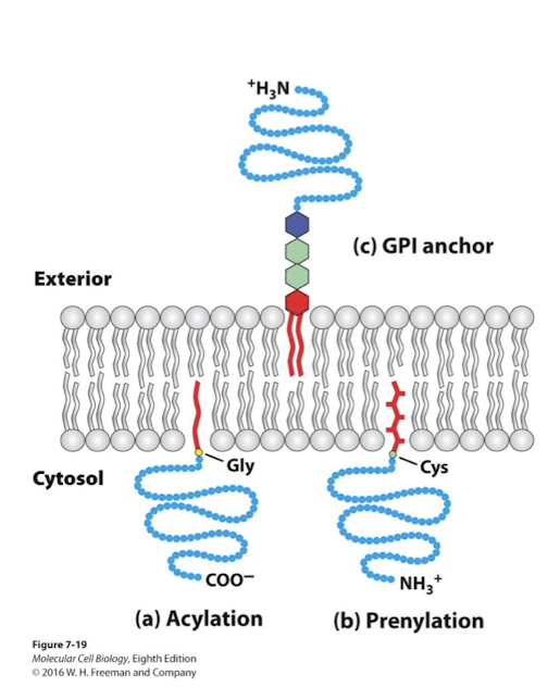 <p>Exoplasmic anchor. </p><p>C-terminus of protein is covalenly linked to a short sugar polymer attached to the phospholipid phosphatidylinositol (PI) </p><p>Most are enzymatically cleaved and released as signaling proteins. </p><p>Others regulate certain receptor proteins’ ability to bing their signaling molecules. </p>