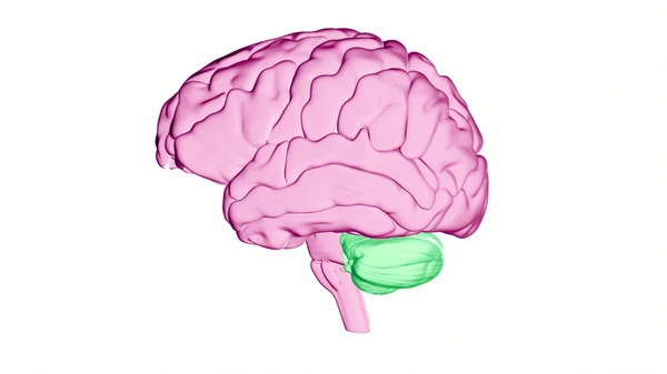 <p>what brain area is this?</p>