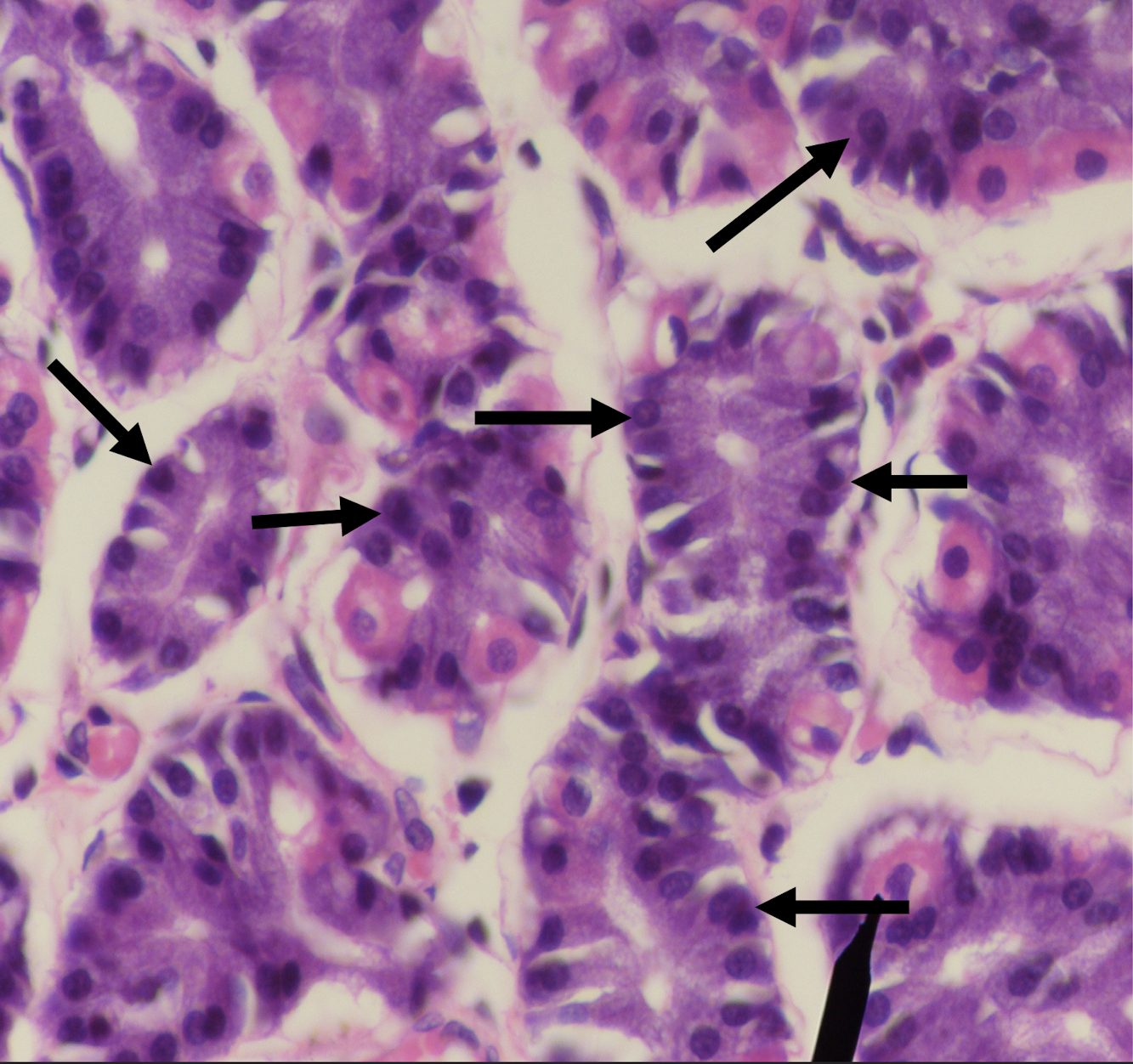 <p>Identify the structure</p>