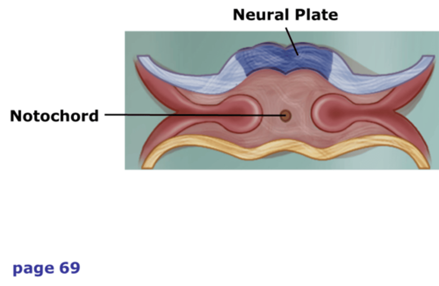 <p>Formation of the neural plate.</p>