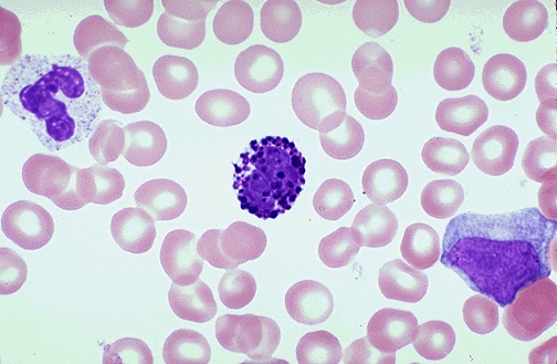 <p>0.5-1%</p><p>gran</p><p>increased numbers with myeloproliferative disorders</p>