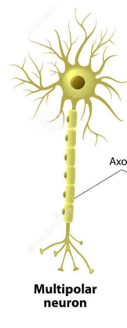 <ul><li><p><strong>Projection of one <mark data-color="purple" style="background-color: purple; color: inherit;">axon &amp; multiple dendrites from the soma</mark></strong></p></li><li><p><strong>Most <mark data-color="purple" style="background-color: purple; color: inherit;">abundant in the brain</mark></strong></p></li></ul><p></p>