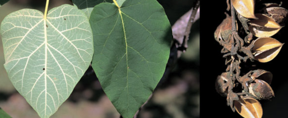 <p><em>Paulownia tomentosa</em></p><p>Paulowniaceae</p>
