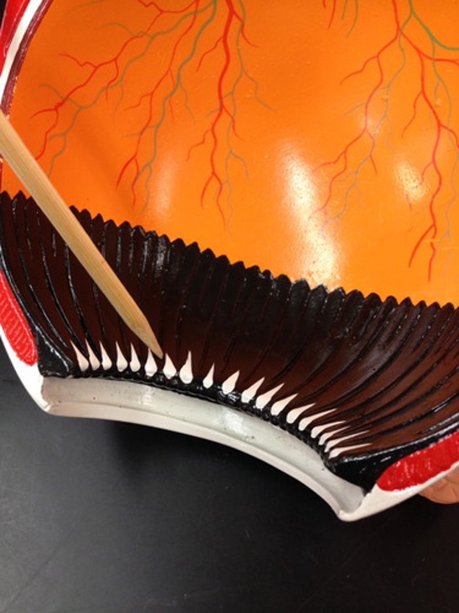 <p>group of connective tissues that supports and holds organs in place; suspends a structure like ovary, eye lens, breasts and maintains its positions</p>