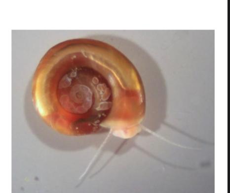 <p>what is this ?</p><p>parasitic value ?</p>
