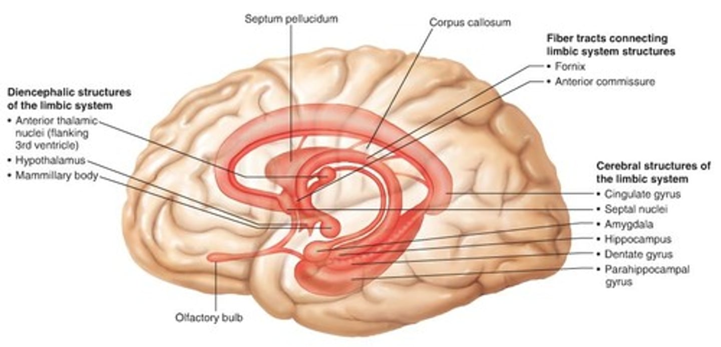 <p>Hippocampus</p><p>Hypothalamus</p><p>Fornix</p><p>Mamillary bodies</p><p>Anterior thalamic nuclei</p><p>Cingulate Gyrus</p><p>Amygdala</p>