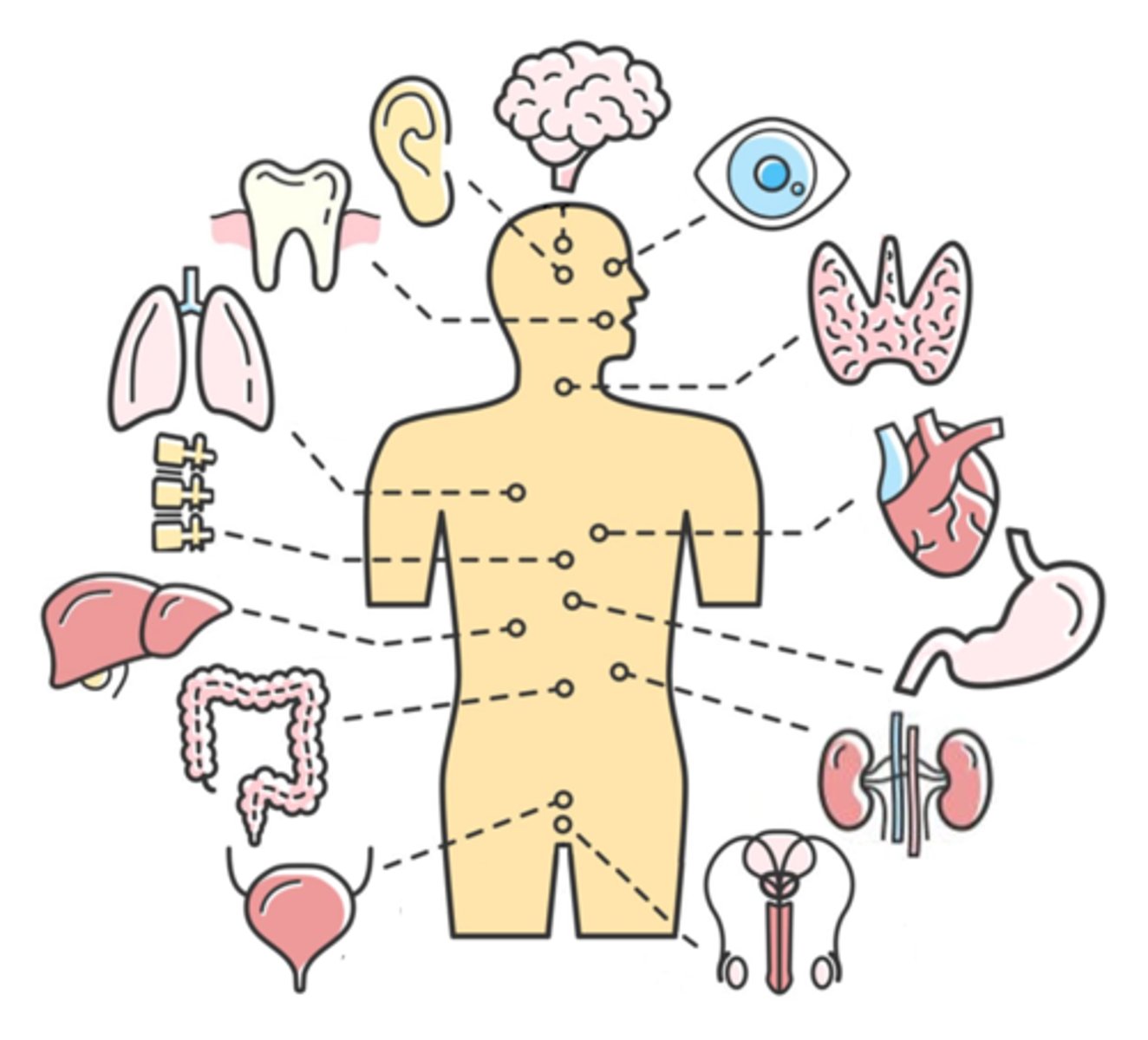 <p>the study of the structure & relationship between body parts</p>