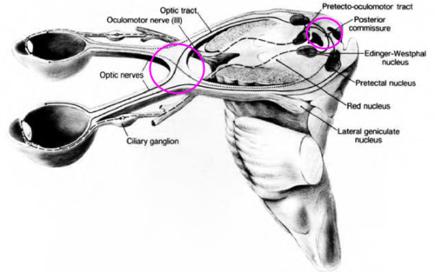 <p>chiasm where all nasal retinal fibers cross</p><p>posterior commissure where some fibers go to the ipsilateral E-W and others to the contralateral E-W</p>