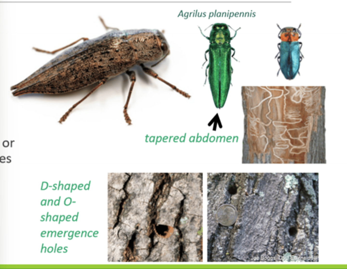 <p>Jewel beetles, metallic wood-boring beetles</p>