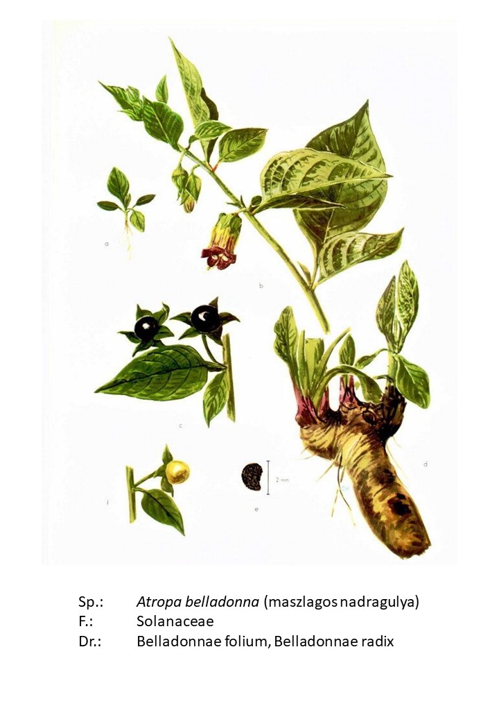 <p>maszlagos nadragulya</p>