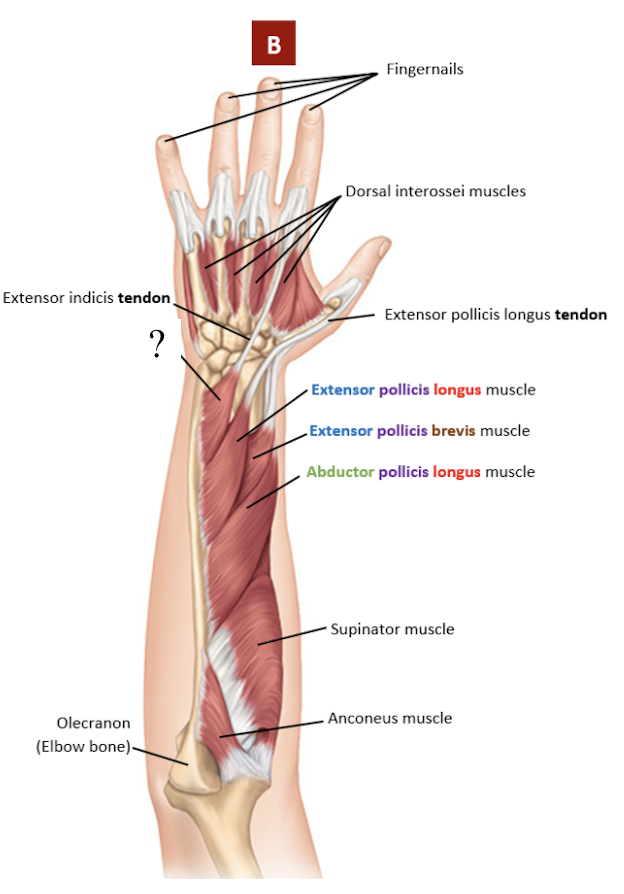 <p>its tendon attaches to the index finger</p><ul><li><p>extends the wrist and index finger</p></li></ul><p></p>