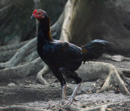 <ul><li><p>Black in color </p></li><li><p>Tail is black with some white feathers at the base Long-legged, stand upright, with yellow to gray shank </p></li><li><p>Pea comb with bright earlobes </p></li><li><p>2.0 to 2.5 kg Rooster | 1.8-2.0 Kg Hens</p></li></ul><p></p>
