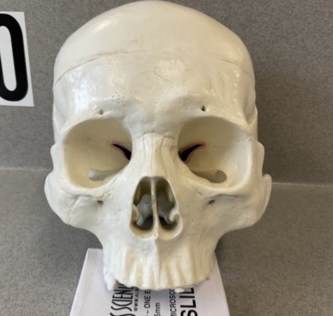 knowt flashcard image