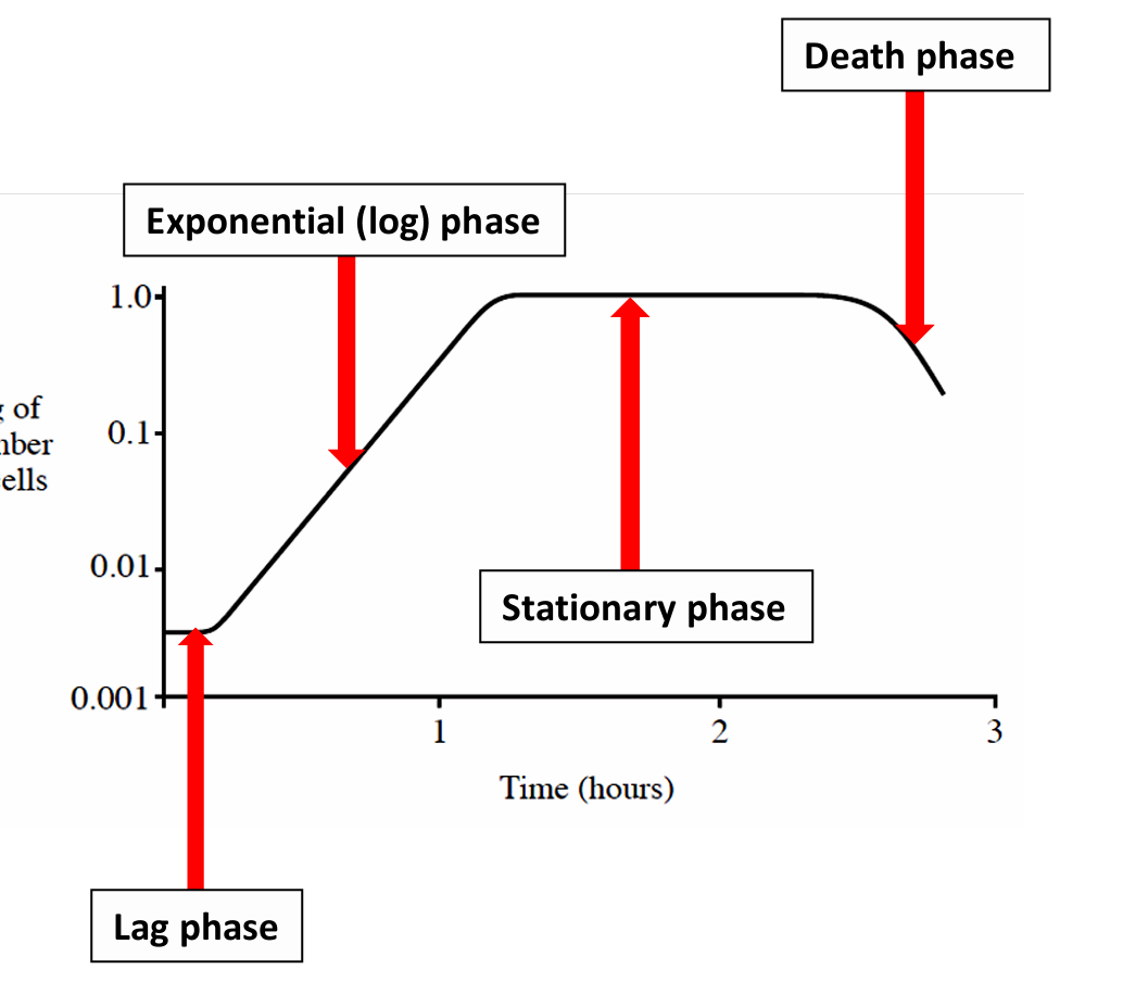 <p>Slow growth due to physiological adaption of cells to culture conditions. They are synthesising enzymes and replicating DNA</p>