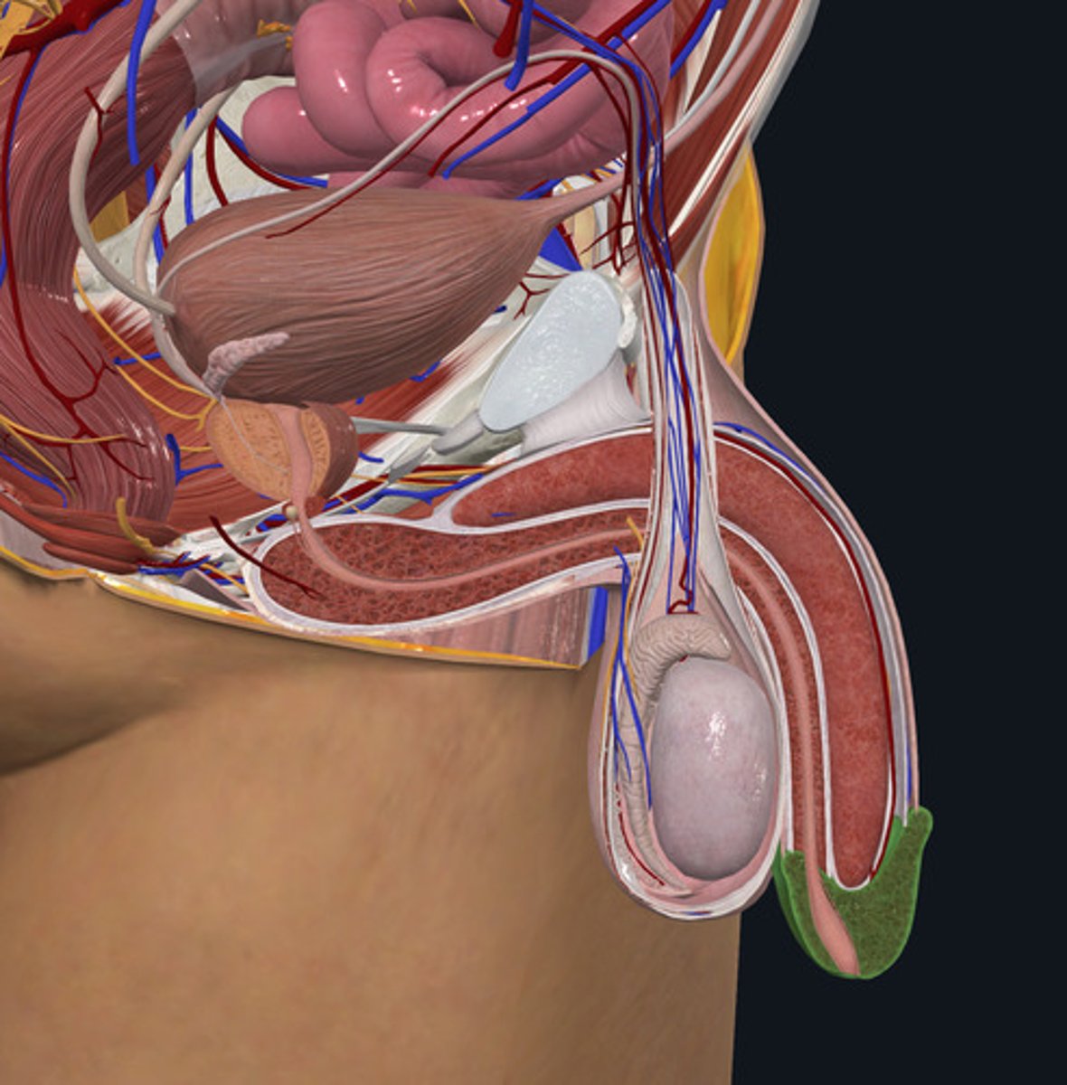 <p>ID Structure Highlighted Green</p>