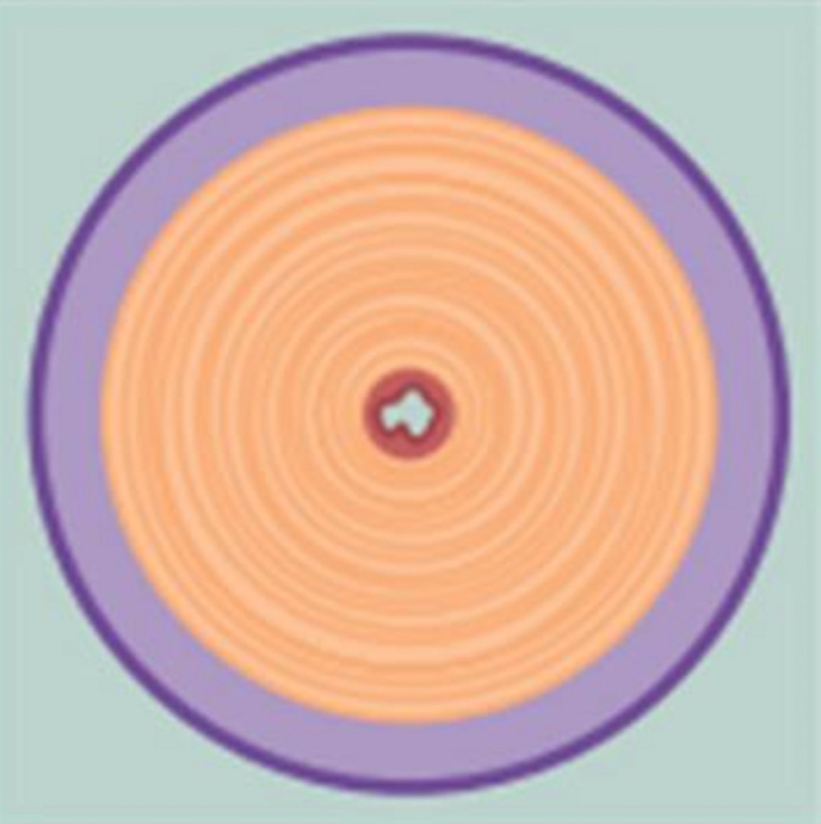 <p>this cross section of the oviduct would be found in the ______</p>