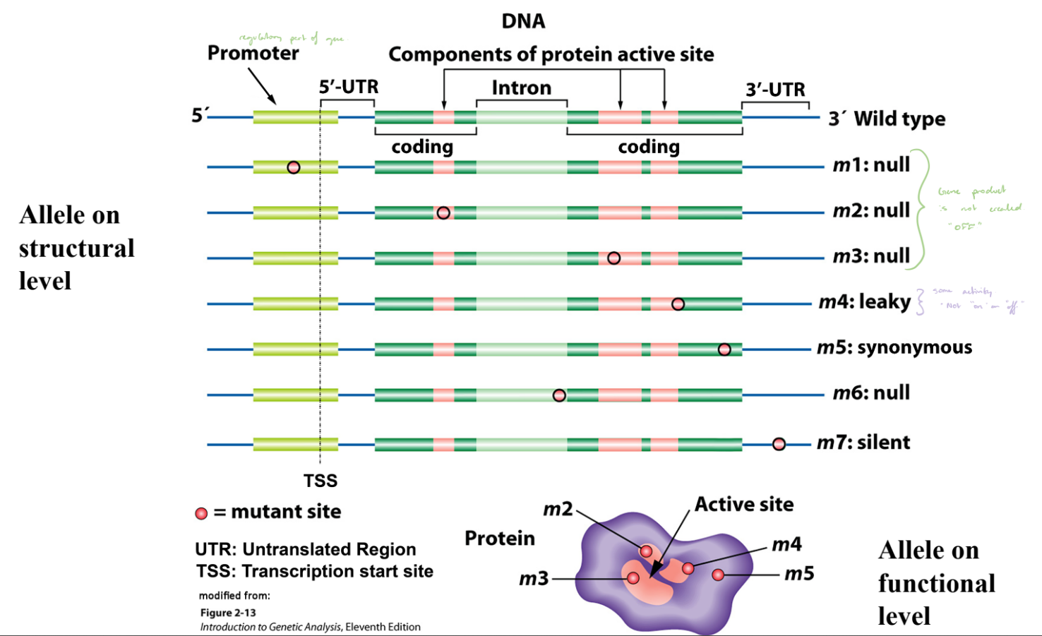 <ul><li><p>Produces reduced protein activity; gene partially “ON.”</p></li><li><p>m4. </p></li></ul><p></p>