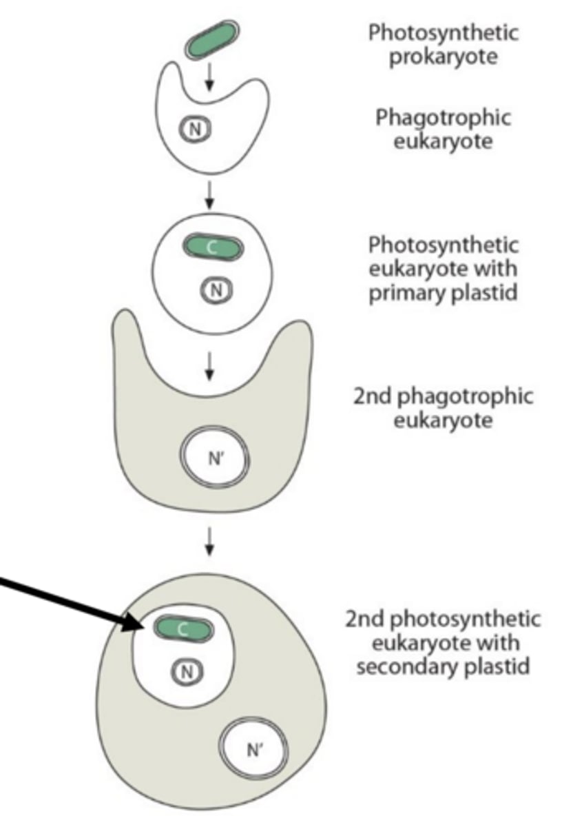 <p>eukaryotic cells become endosymbionts within a eukaryotic host cell, resulting in plastids with 3 or 4 plastid membranes; seen in some dinoflagellates, brown algae, and a few other algae</p>