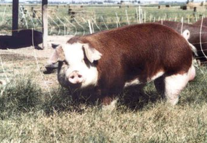 <p>What Breed?</p>
