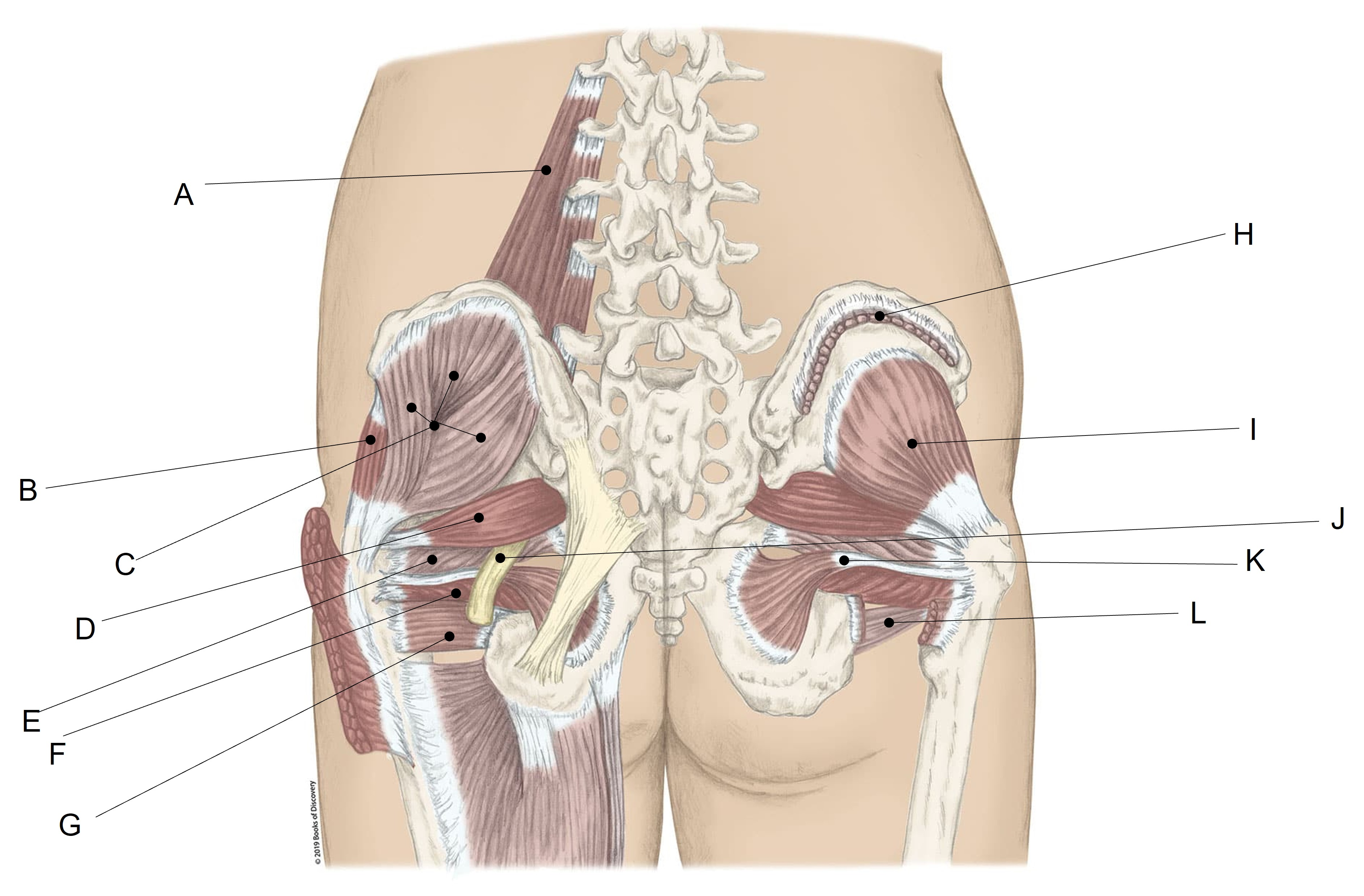 <p>Match the LETTER (A-L) with the anatomical structure it is labelling. What is A?</p><p></p>