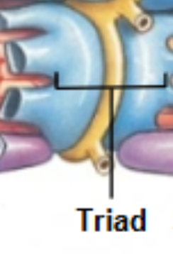 <ul><li><p>formed by one T-tubule and two terminal cisternae </p></li></ul><p></p>