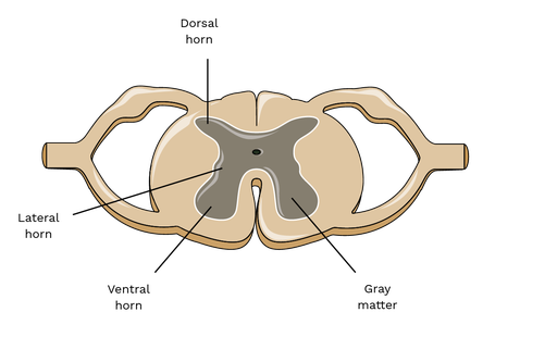 <p>Sensory neurons</p>
