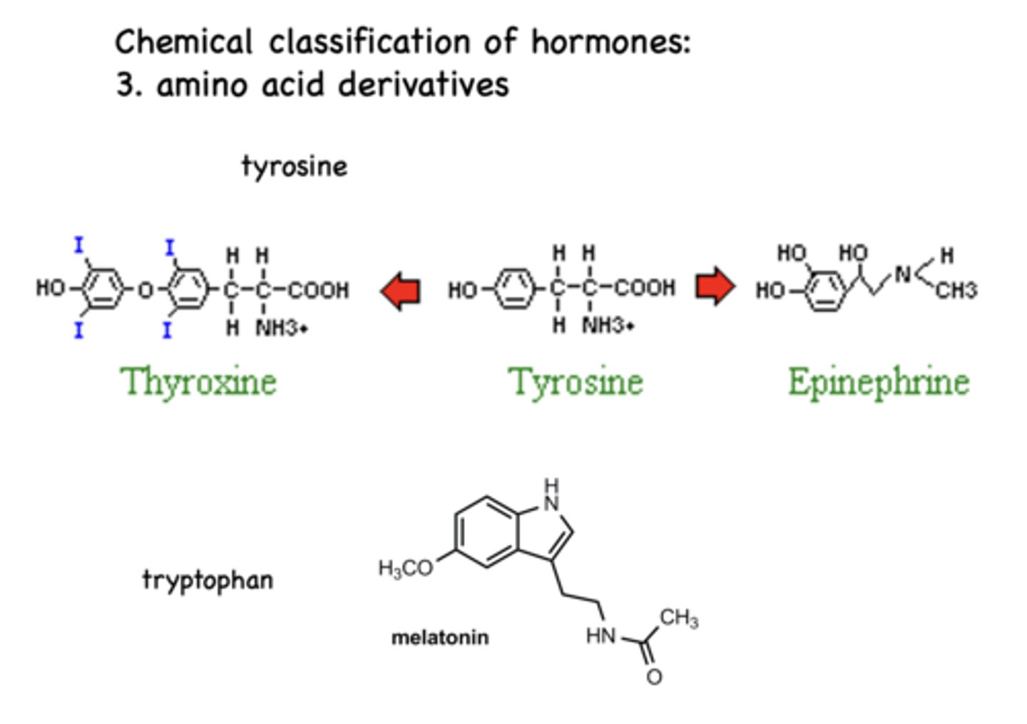 <p>amino acid derivative hormones</p>
