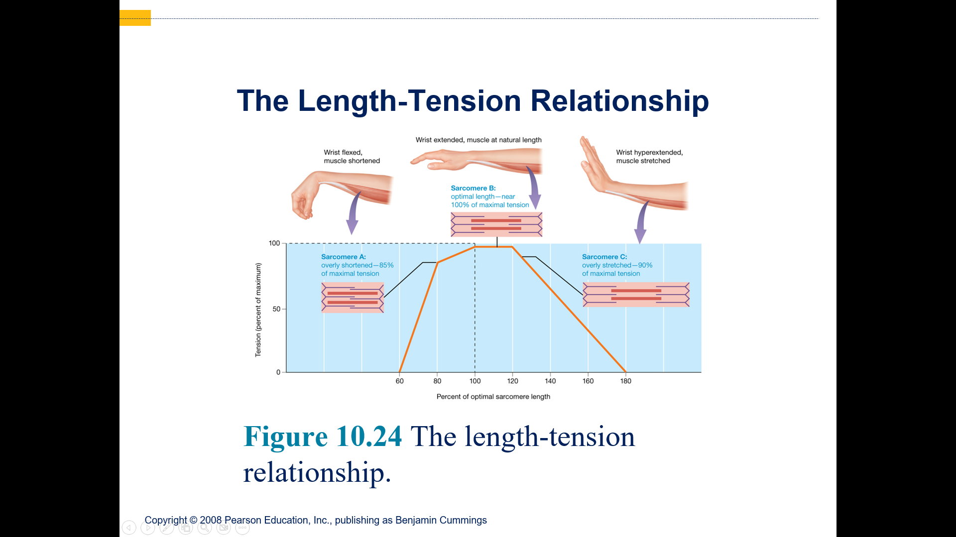 a muscle fiber is either contracted or relaxed, which depends on:
The number of pivoting cross-bridges
-Amount of overlap between thick and thin fibers
The fiber’s resting length at the time of stimulation
The frequency of stimulation
-A single neural stimulation produces:
-A single contraction or twitch 
-Which lasts about 7–100 msec.
Optimum overlap produces greatest amount of tension
-Too much or too little reduces efficiency
Normal resting sarcomere length
-Is 75 to 130 percent of optimal length