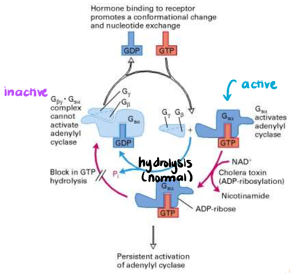 <p>Explain the effect of cholera toxin on the inactivation of Gα subunit.</p>