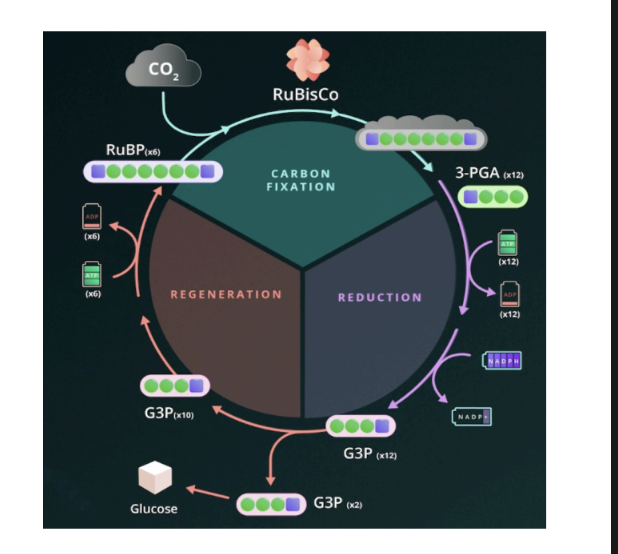 <p>1st step Calvin Cycle</p>