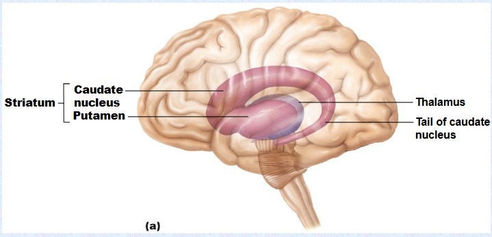 <p>(Caudate nucleus) + (putamen) = (striatum)</p>