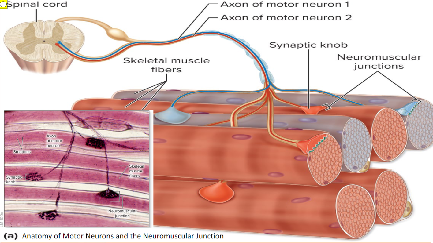 <p>Skeletal muscles are stimulated by somatic motor neurons</p><p>Axons (long, threadlike extensions of motor neurons) travel from central nervous system to skeletal muscle</p><p>Each axon divides into many branches as it enters muscle</p><p>Axon branches end on muscle fiber, forming neuromuscular junction or motor end plate</p><p>Each muscle fiber has one neuromuscular junction with one motor neuron</p>