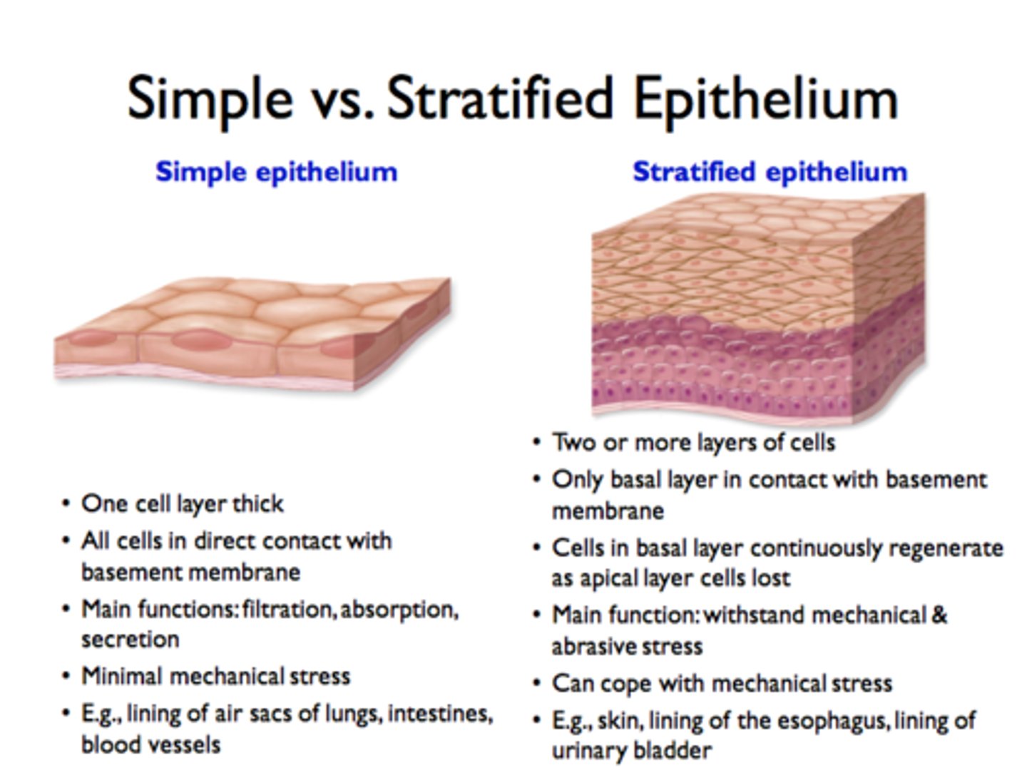 <p>Simple epithleium is only one layer of cells, stratified epithelium is more than one layer.</p>