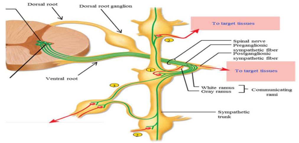 <ul><li><p>Two branches which connect a paravertebral ganglion to a spinal nerve; includes white and gray rami. </p></li><li><p>Allows for communication because of the nerve fibers that travel between them.</p></li></ul><p></p>