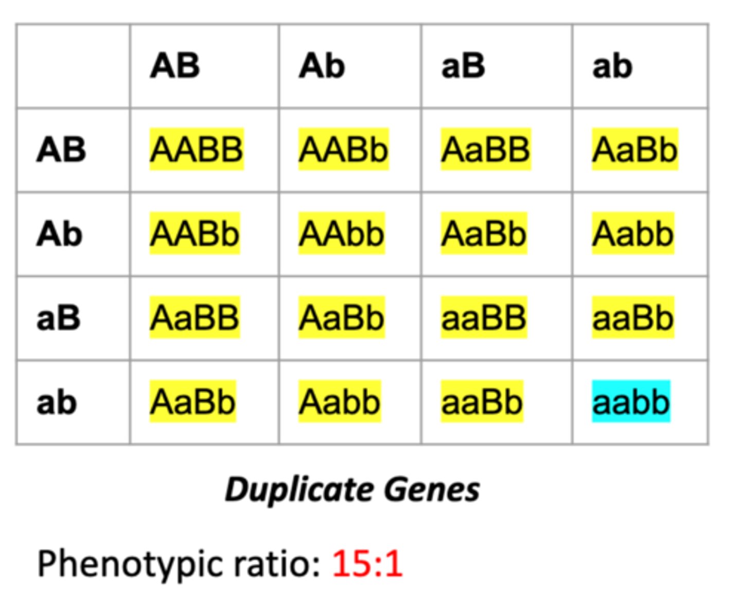 <p>Two identical genes showing the same phenotypic action but localized in different regions of a chromosome or on different chromosomes</p>