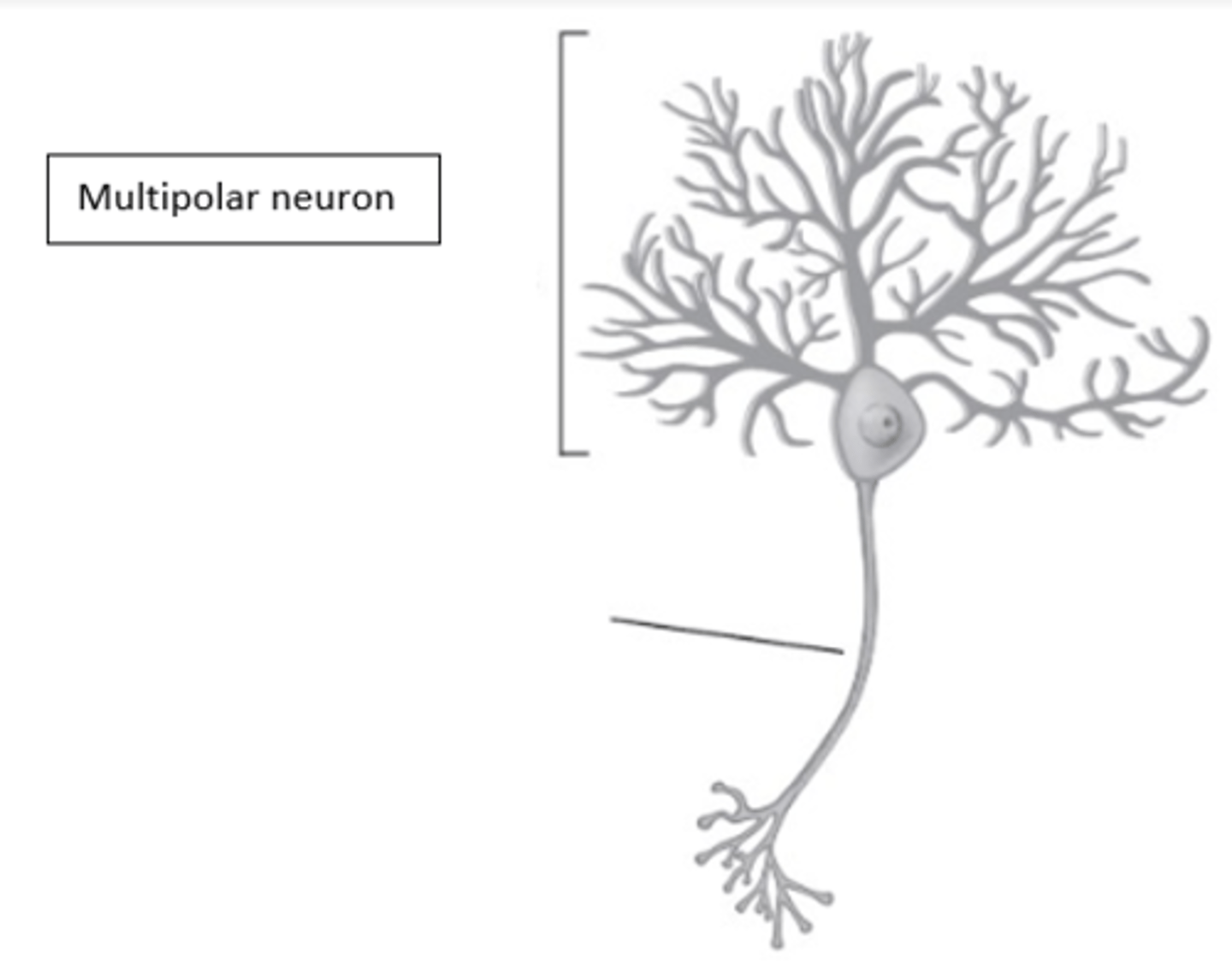 <p>What type of neuron is in the image?</p>