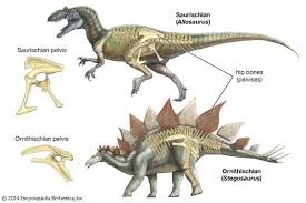 <p><u>hip structure</u></p><p>hip bone only forward = saurischian</p><p>hip bone forward &amp; back = ornithischian</p>