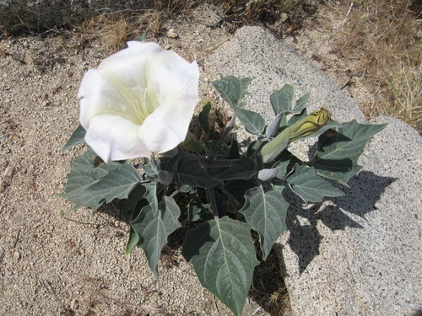 <p>Solanaceae. jimsonweed</p>