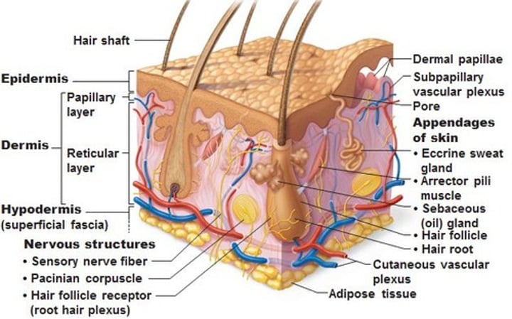 <p>hair, nails, sebaceous glands, sweat glands</p>