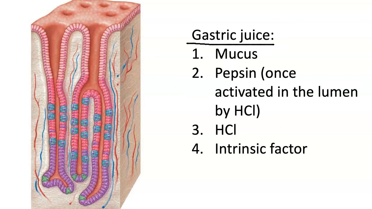 <p>release chemicals to aid in digestion</p><p>-pepsin: enzyme that digests protein</p><p>-HCI: acid that activates pepsin</p><p>-mucus: protects tissue</p>