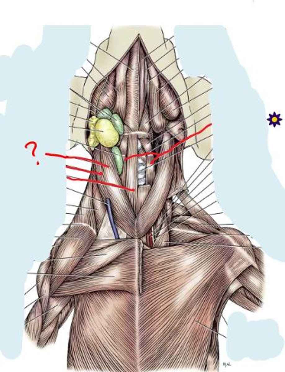 <p>What muscle is this?</p><p>Origin?</p><p>Insertion?</p><p>Function?</p><p>Innervation?</p><p>What larger muscle is this part of?</p>