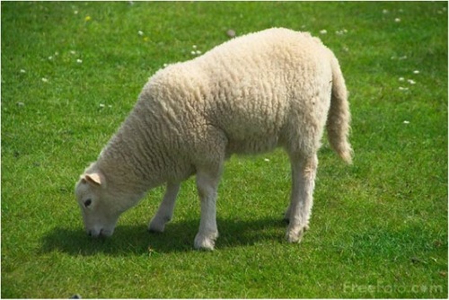 <p>sheep</p>