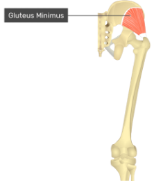 **O:** between posterior and inferior gluteal lines

**I:** greater trochanter of femur
