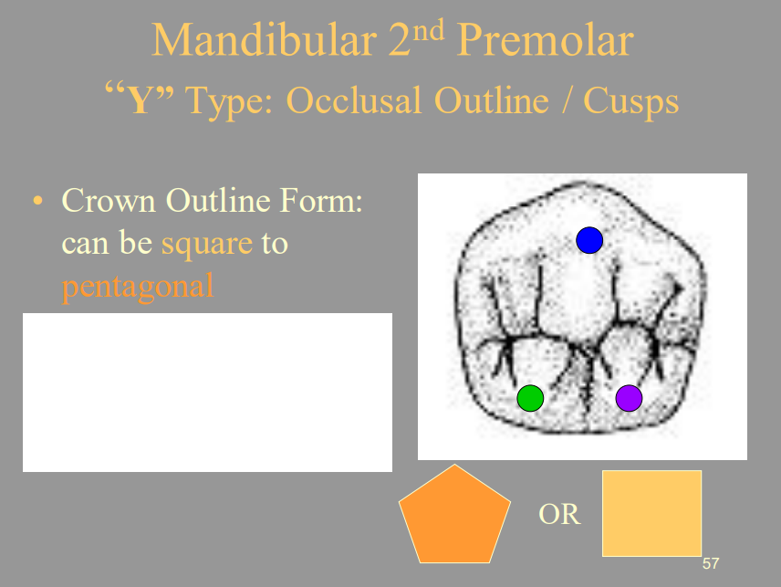 <p>From the picture shown, label the structures of the Mandibular 2nd Premolar of the Occlusal View respectively.</p><ul><li><p><span style="color: blue">1 =</span></p></li><li><p><span style="color: green">2 =</span></p></li><li><p><span style="color: purple">3 =</span></p></li></ul>