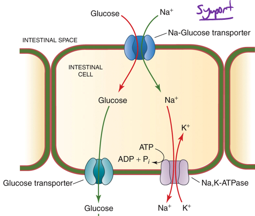 <p>Glucose piggybacks on the favorable [ ] gradient of Na+</p>