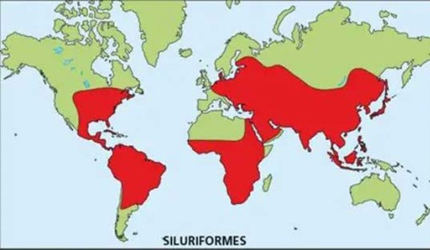 <p>South America</p>